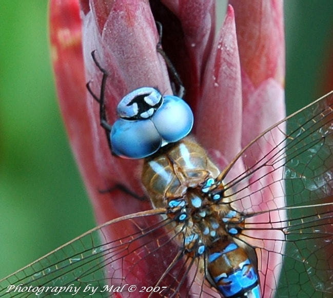 Blue dragonfly perched on a pink flower bud