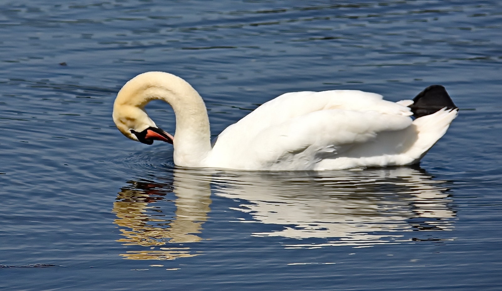 White swan swimming on reflective water