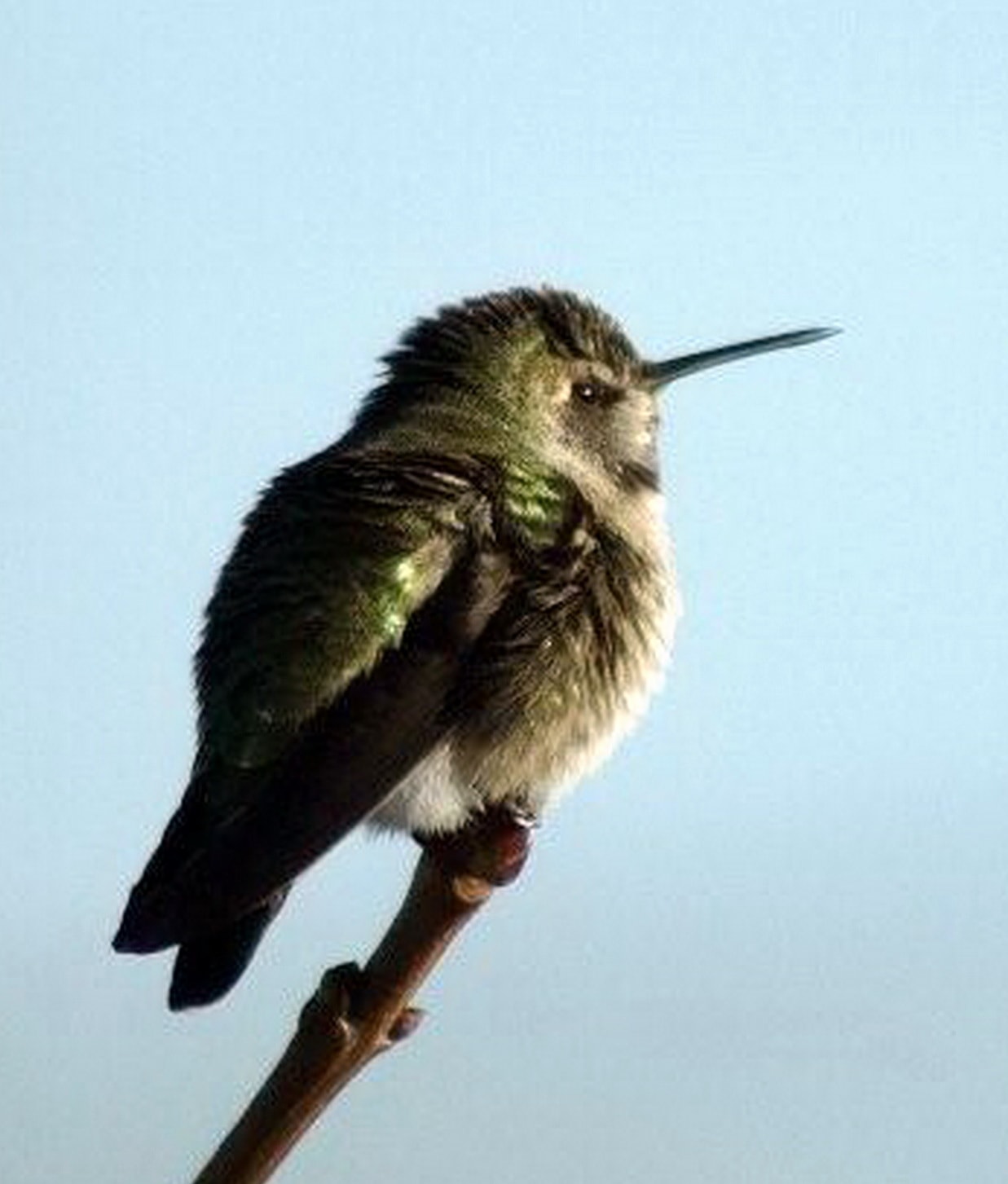 Long-billed hummingbird perched on a branch